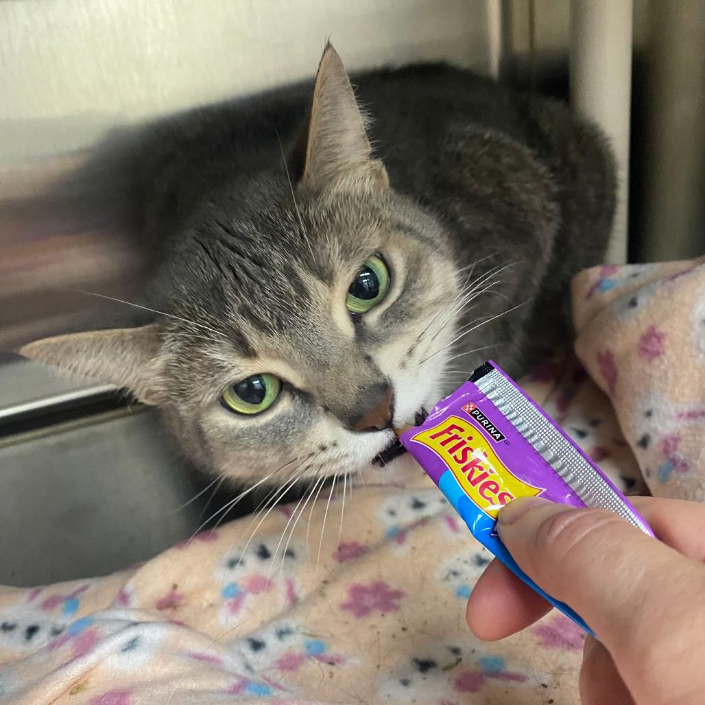 Kit Kat, Adoptable, Adult Female Domestic Short Hair.
