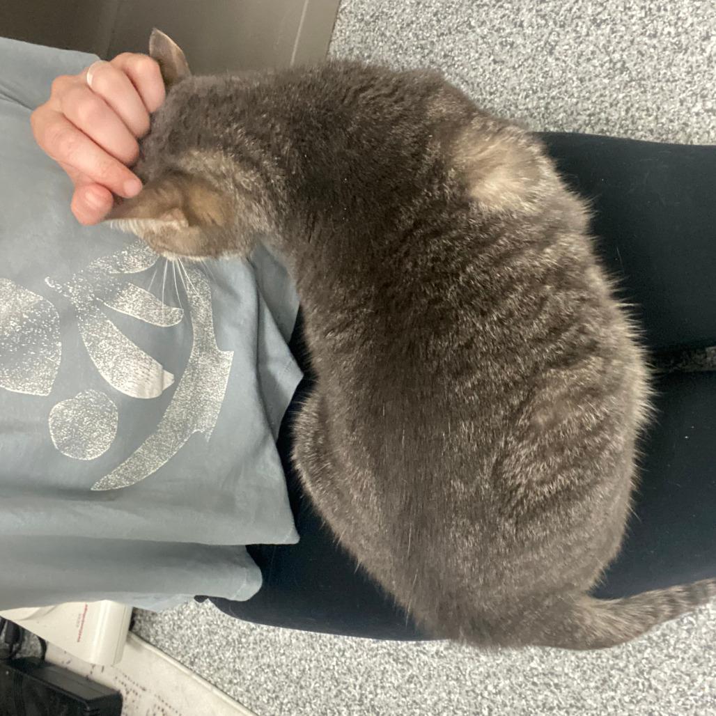 Kit Kat, a Adoptable Domestic Short Hair in Grand Rapids, MI image 2/6