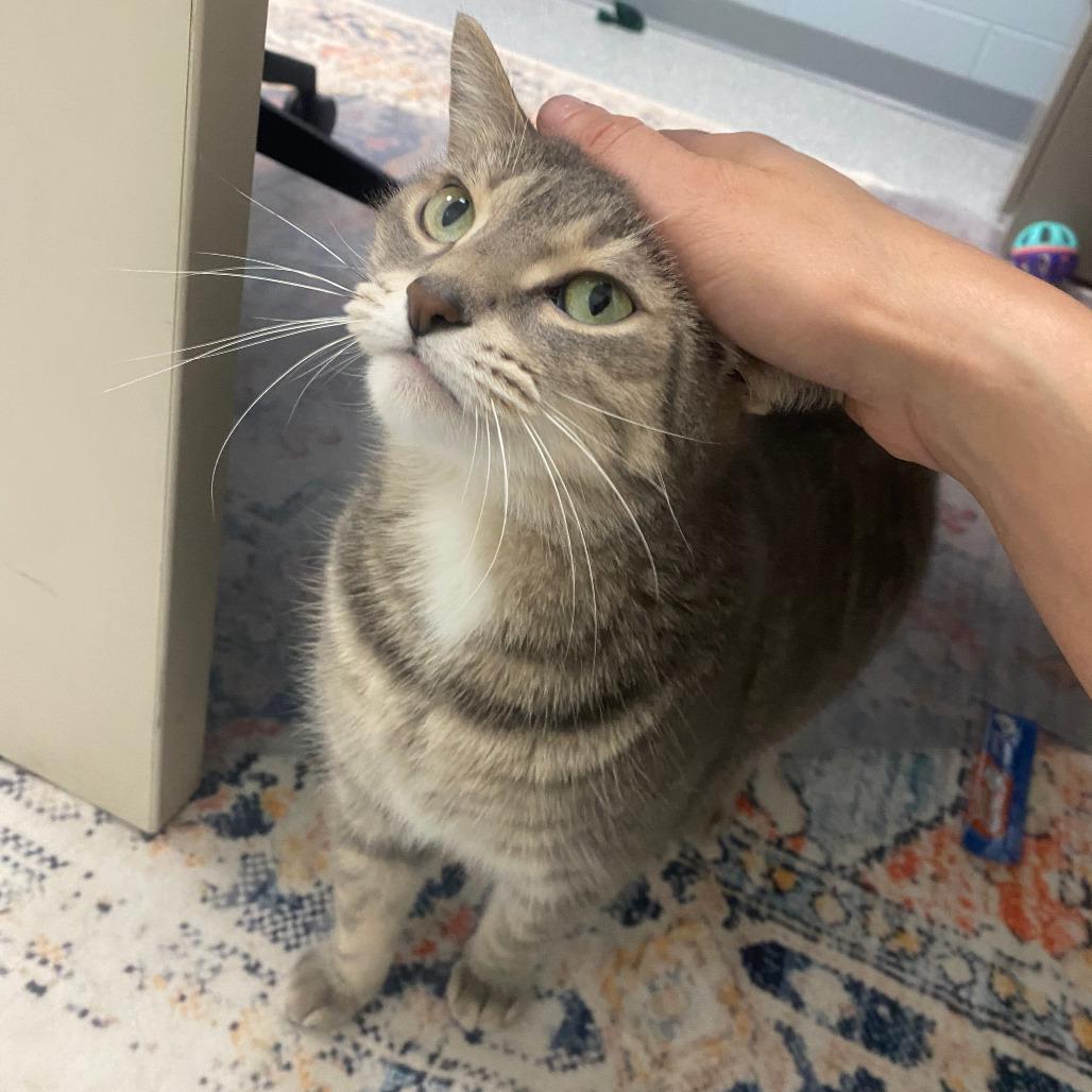 Kit Kat, a Adoptable Domestic Short Hair in Grand Rapids, MI image 3/6