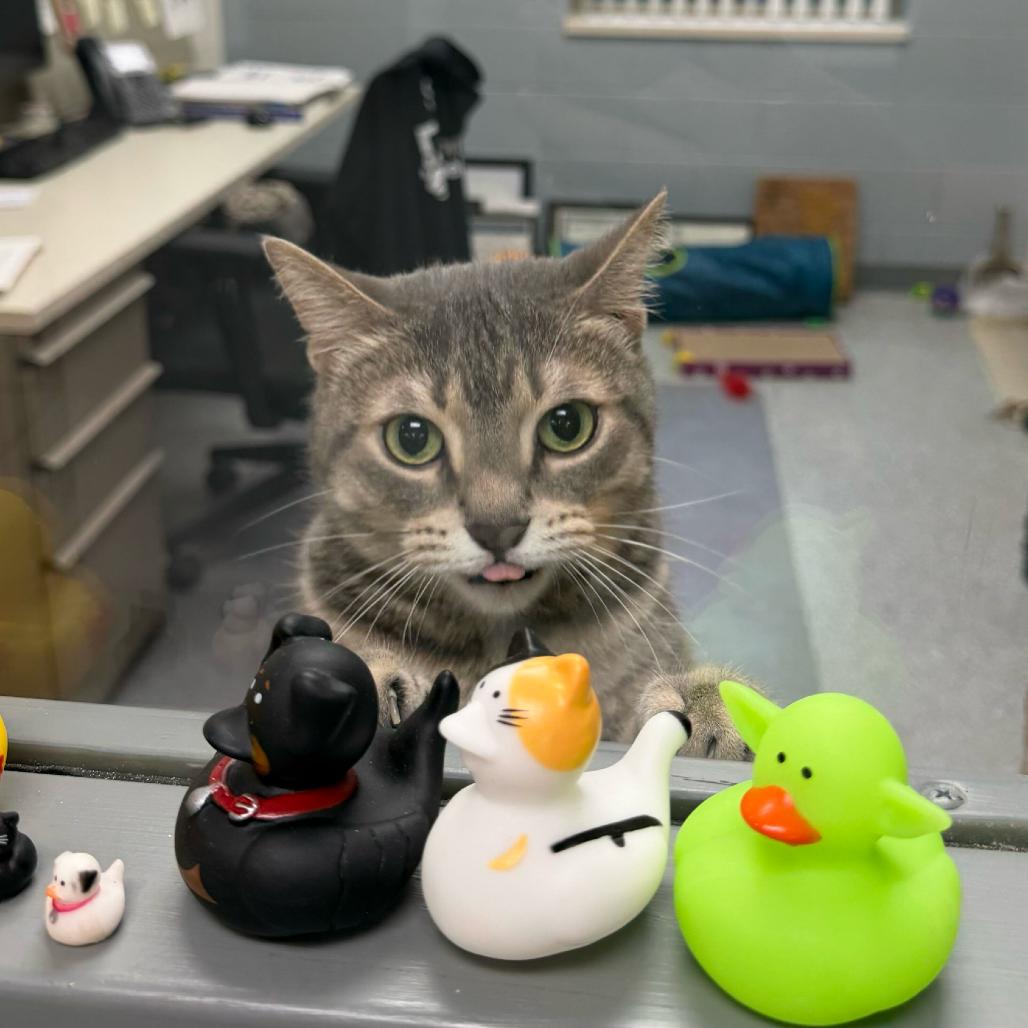 Kit Kat, a Adoptable Domestic Short Hair in Grand Rapids, MI image 4/6