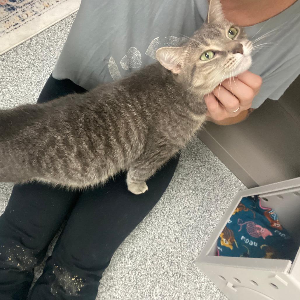 Kit Kat, a Adoptable Domestic Short Hair in Grand Rapids, MI image 5/6