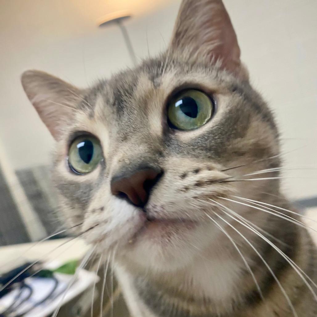 Kit Kat, a Adoptable Domestic Short Hair in Grand Rapids, MI image 6/6