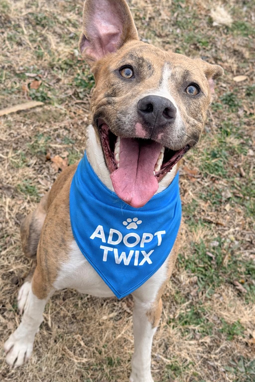 Twix , ADOPTABLE, Young Male American Staffordshire Terrier.