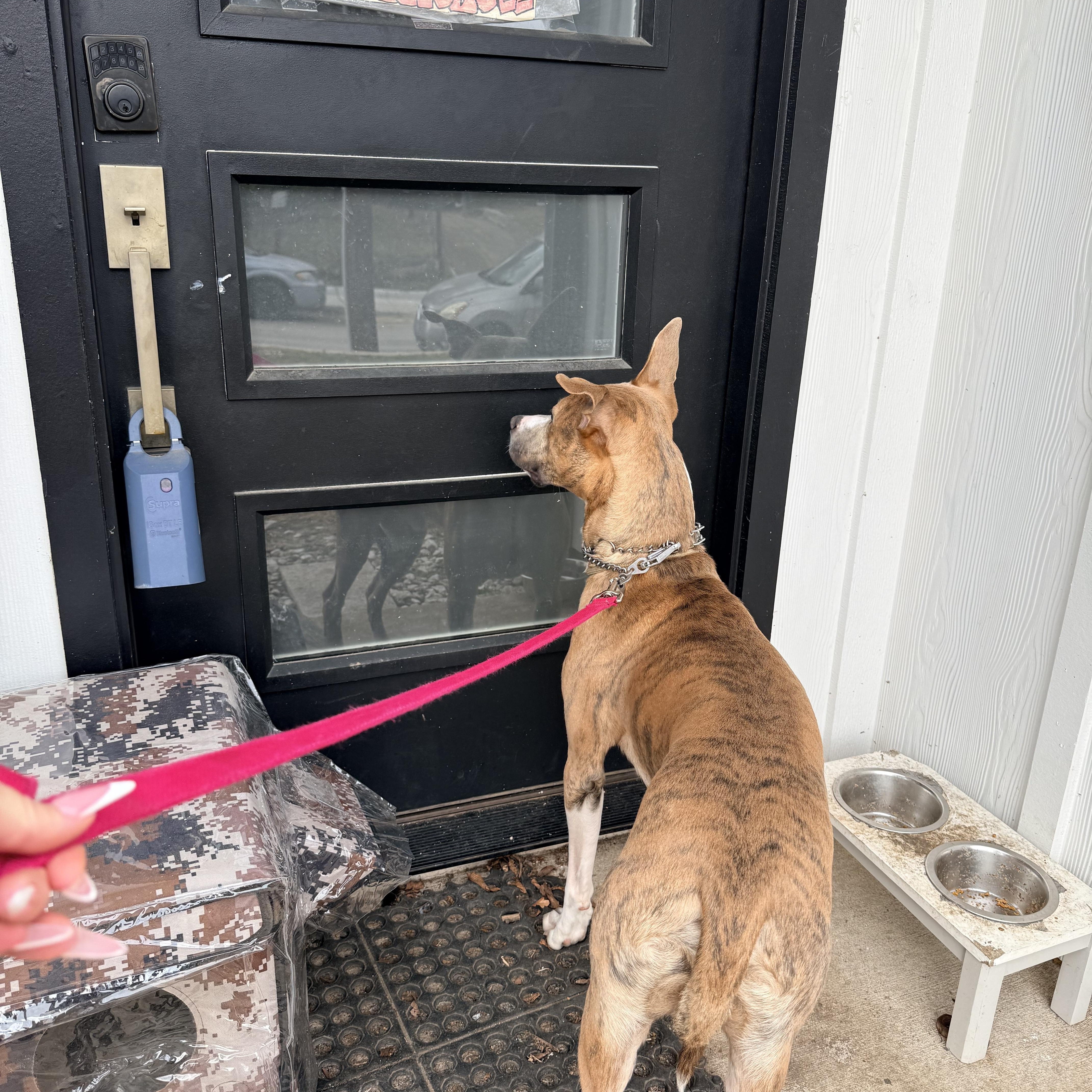 Enlarge Twix , a ADOPTABLE mixed breed in Dallas, TX image 2/4