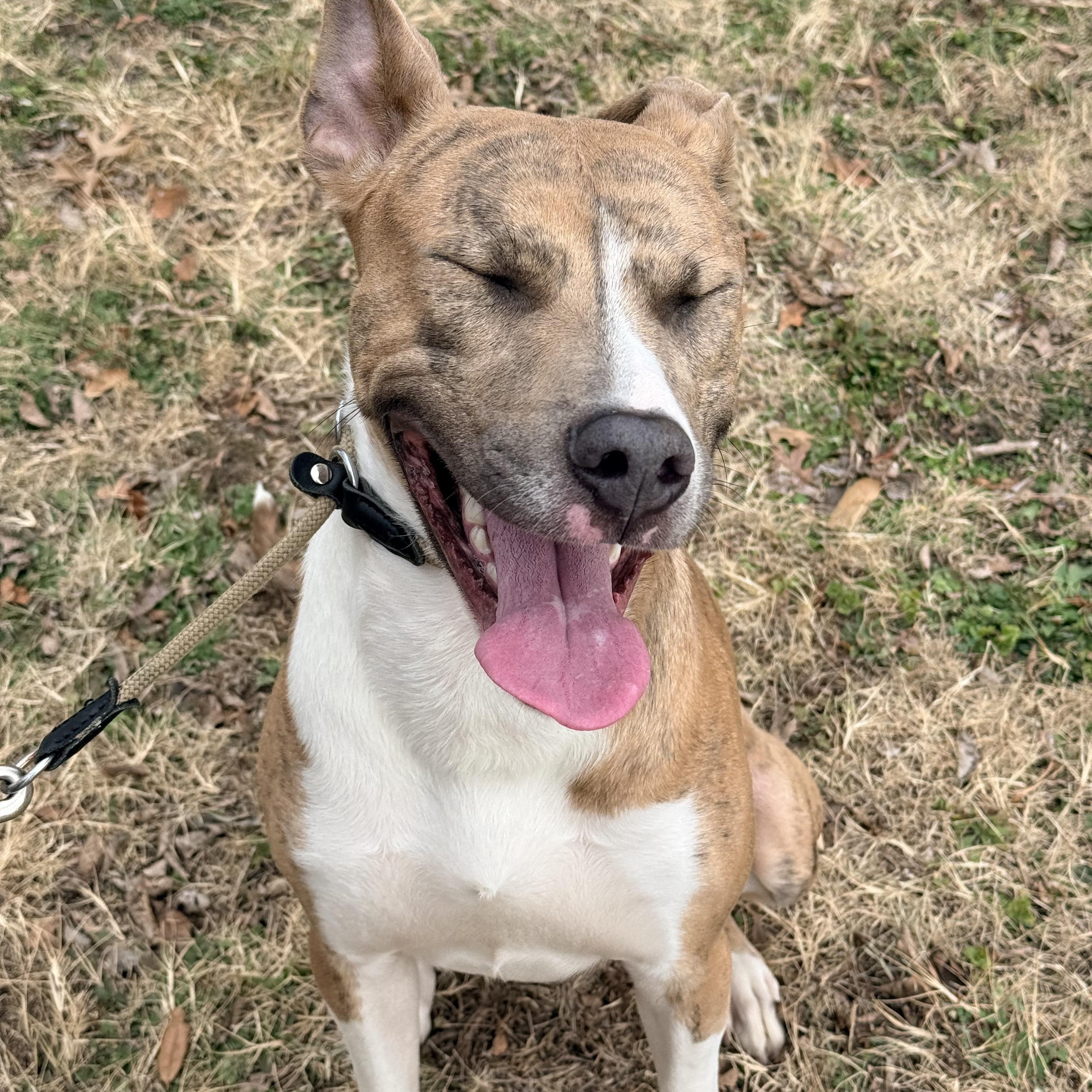 Enlarge Twix , a ADOPTABLE mixed breed in Dallas, TX image 4/4