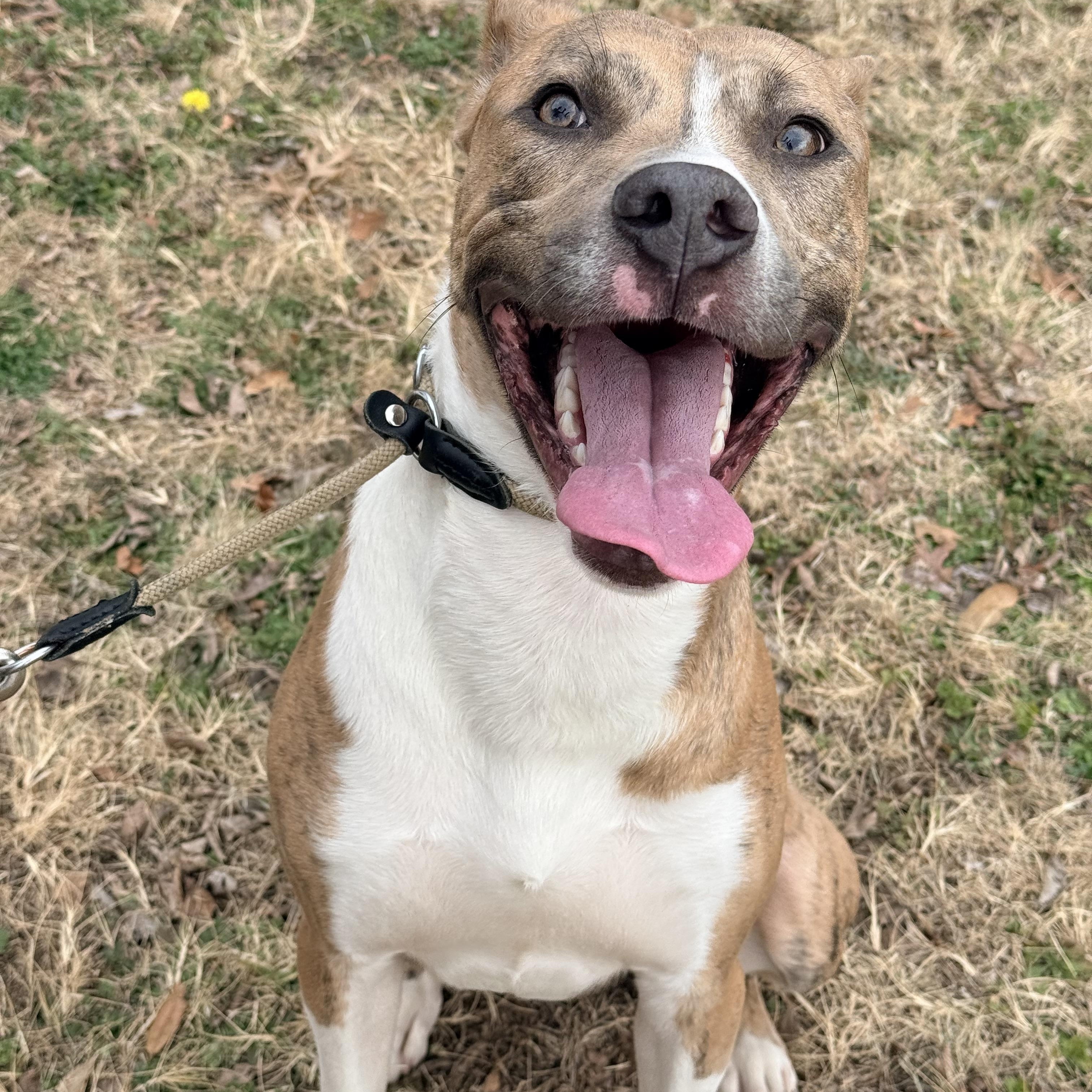 Enlarge Twix , a ADOPTABLE mixed breed in Dallas, TX image 3/4