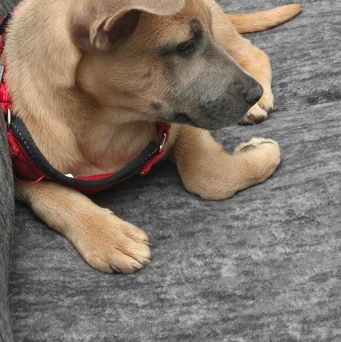 Lily, Adoptable, Puppy Female Mixed Breed.