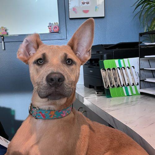 Enlarge Lily, a Adoptable mixed breed in Bellmawr, NJ image 3/6