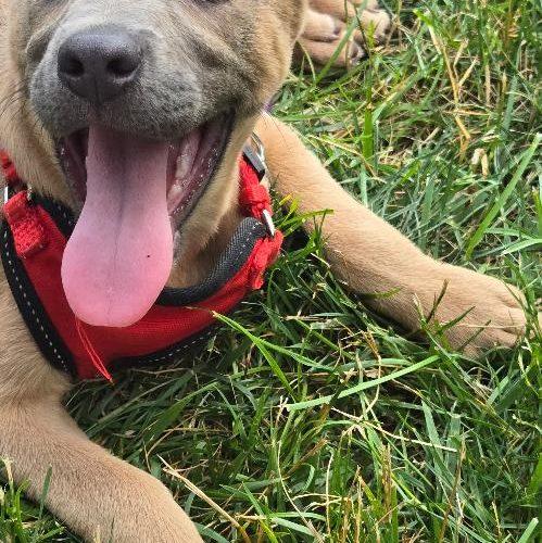 Enlarge Lily, a Adoptable mixed breed in Bellmawr, NJ image 4/6