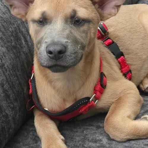 Enlarge Lily, a Adoptable mixed breed in Bellmawr, NJ image 5/6