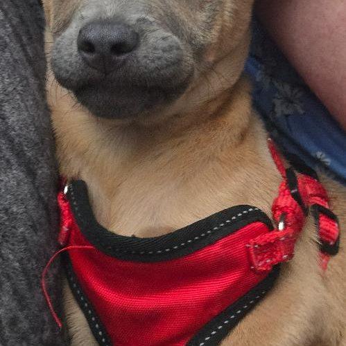 Enlarge Lily, a Adoptable mixed breed in Bellmawr, NJ image 6/6