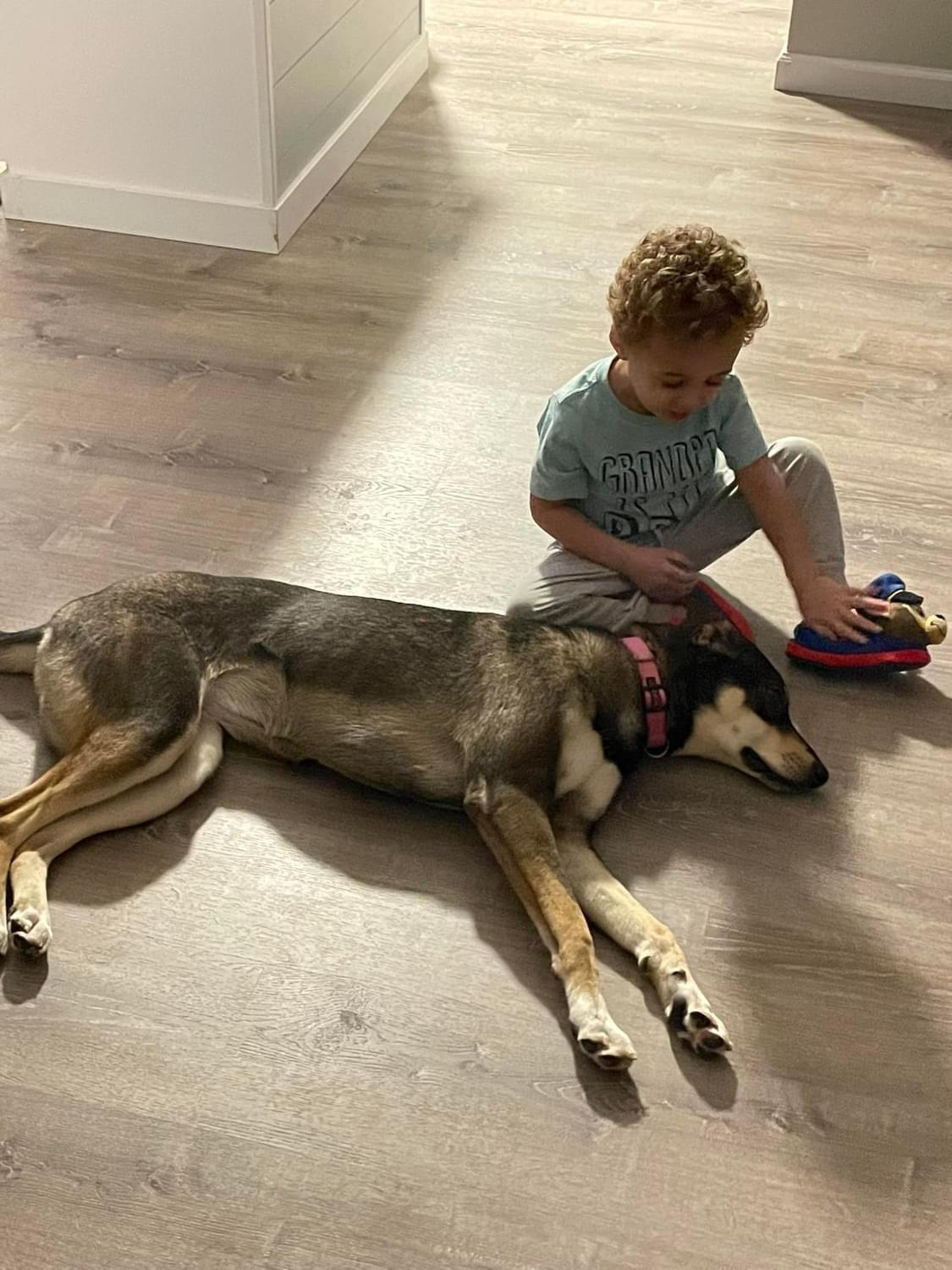 Nala, ADOPTABLE, Adult Female Husky & German Shepherd Dog.