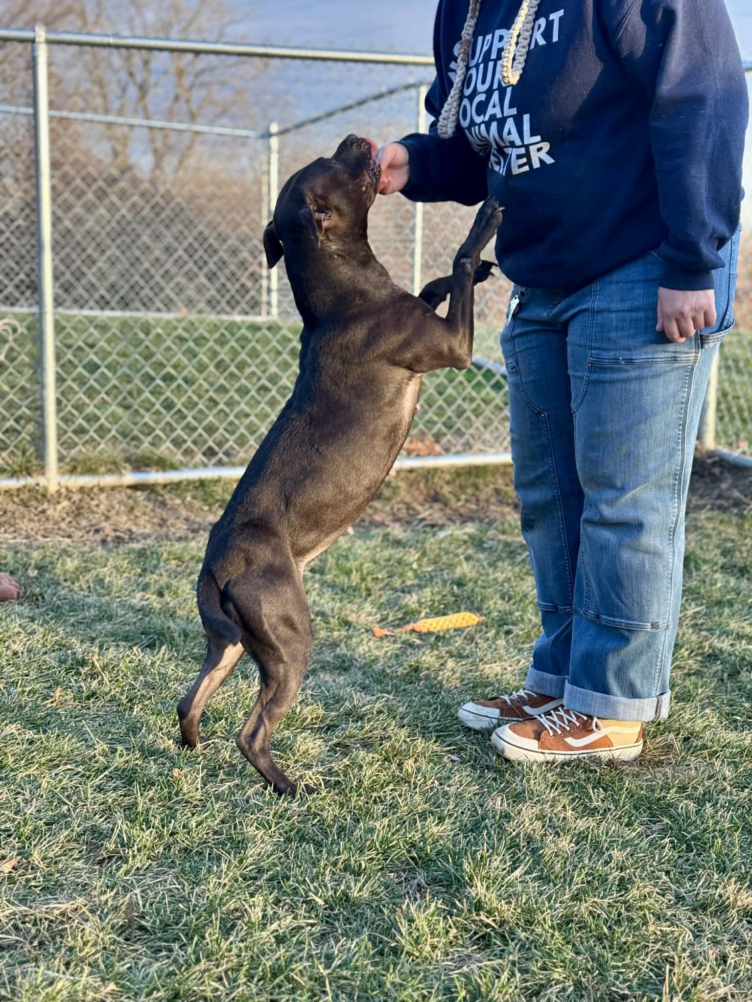 Enlarge Rainbow Sprinkle, a ADOPTABLE Mixed Breed in Benton Harbor, MI image 6/6