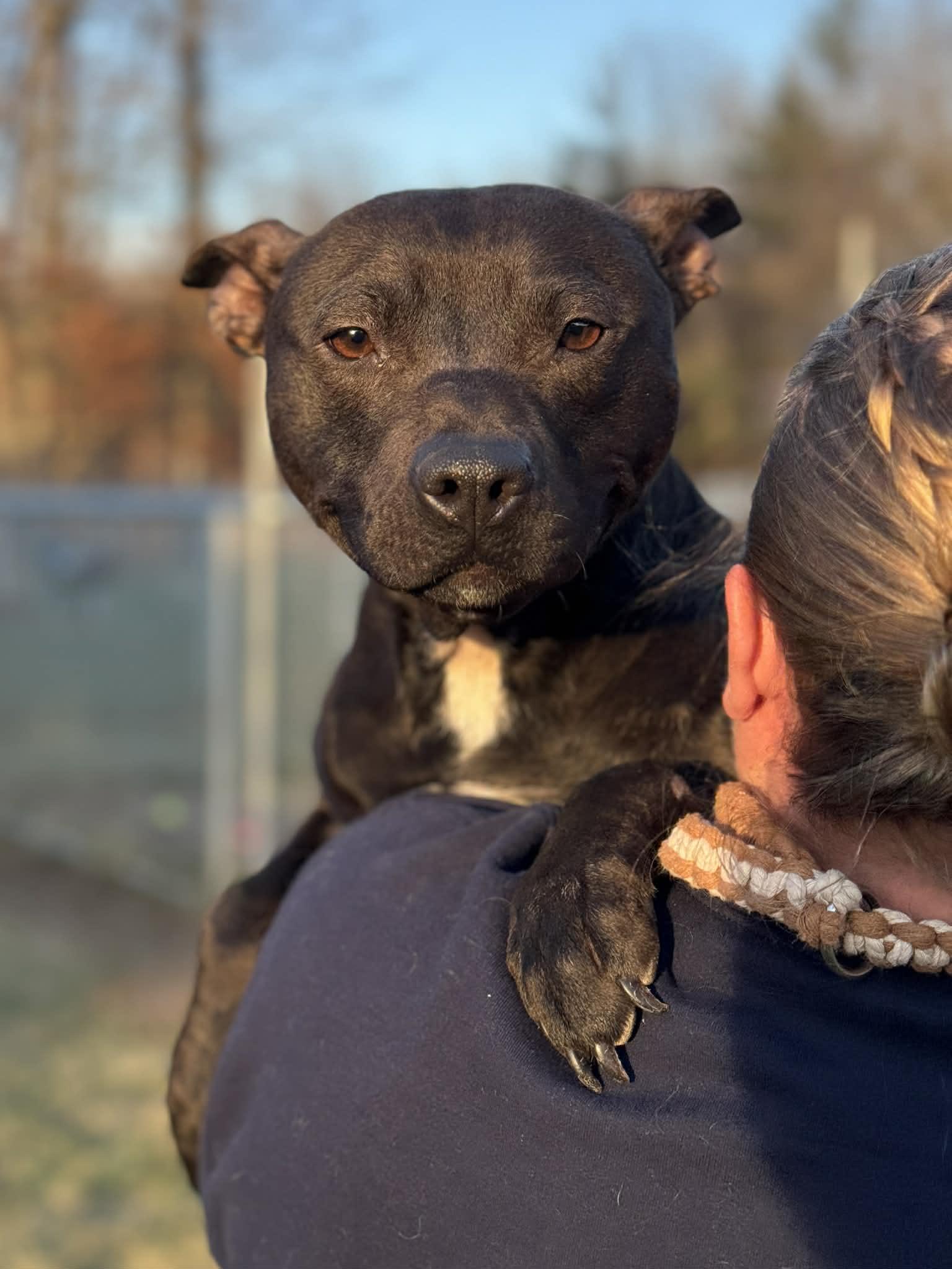 Enlarge Rainbow Sprinkle, a ADOPTABLE Mixed Breed in Benton Harbor, MI image 3/6