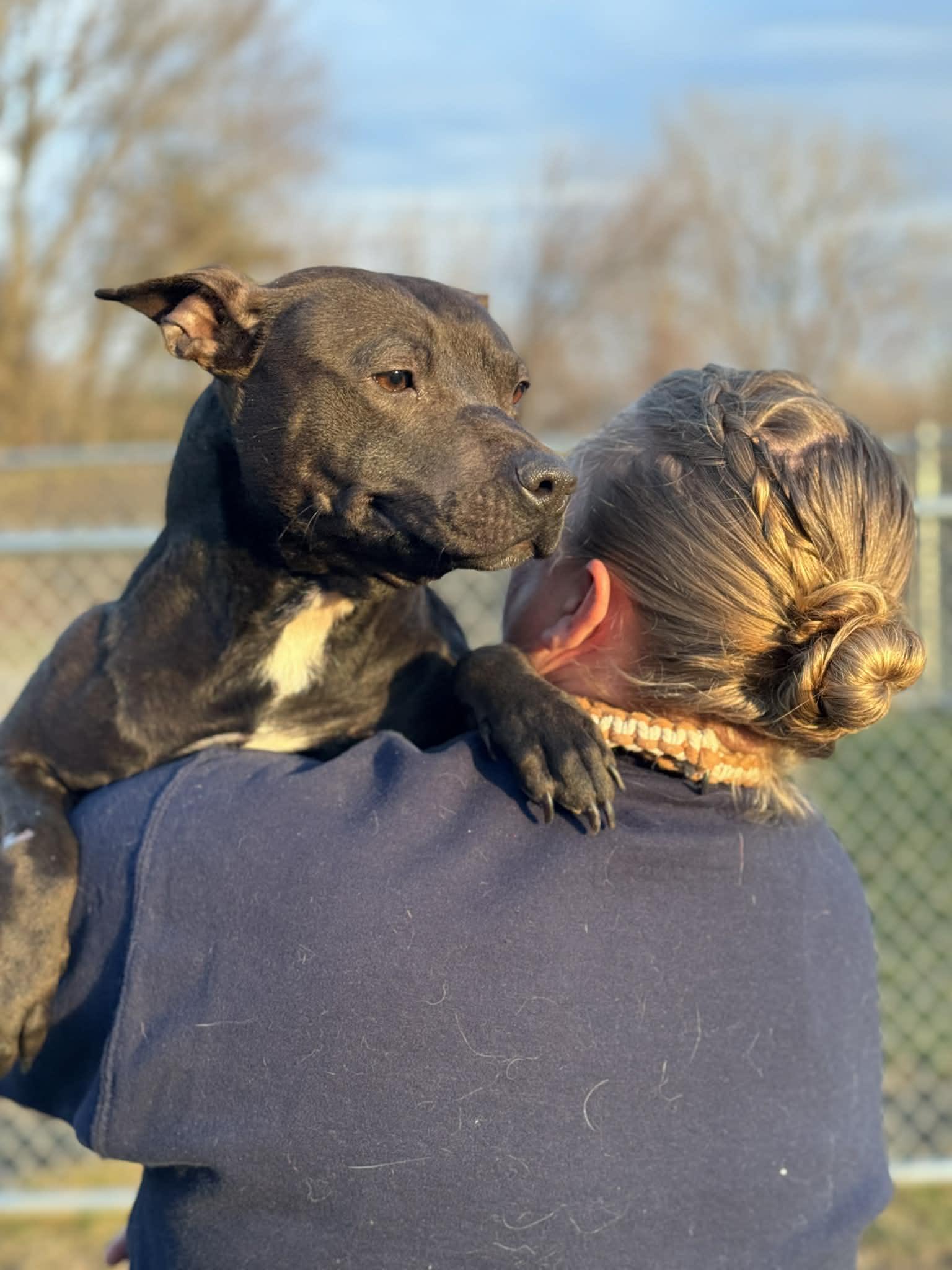 Enlarge Rainbow Sprinkle, a ADOPTABLE Mixed Breed in Benton Harbor, MI image 4/6