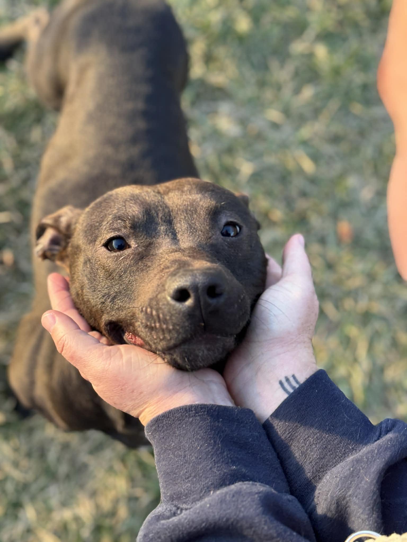 Enlarge Rainbow Sprinkle, a ADOPTABLE Mixed Breed in Benton Harbor, MI image 1/6