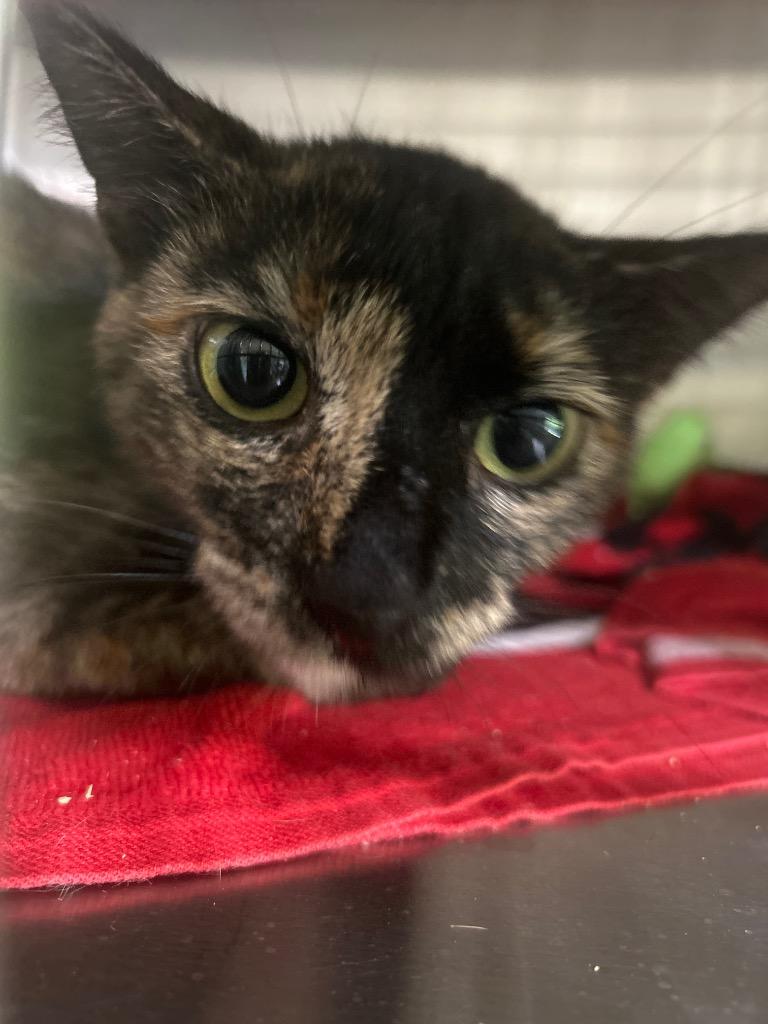 Penelope, Adoptable, Adult Female Domestic Short Hair.