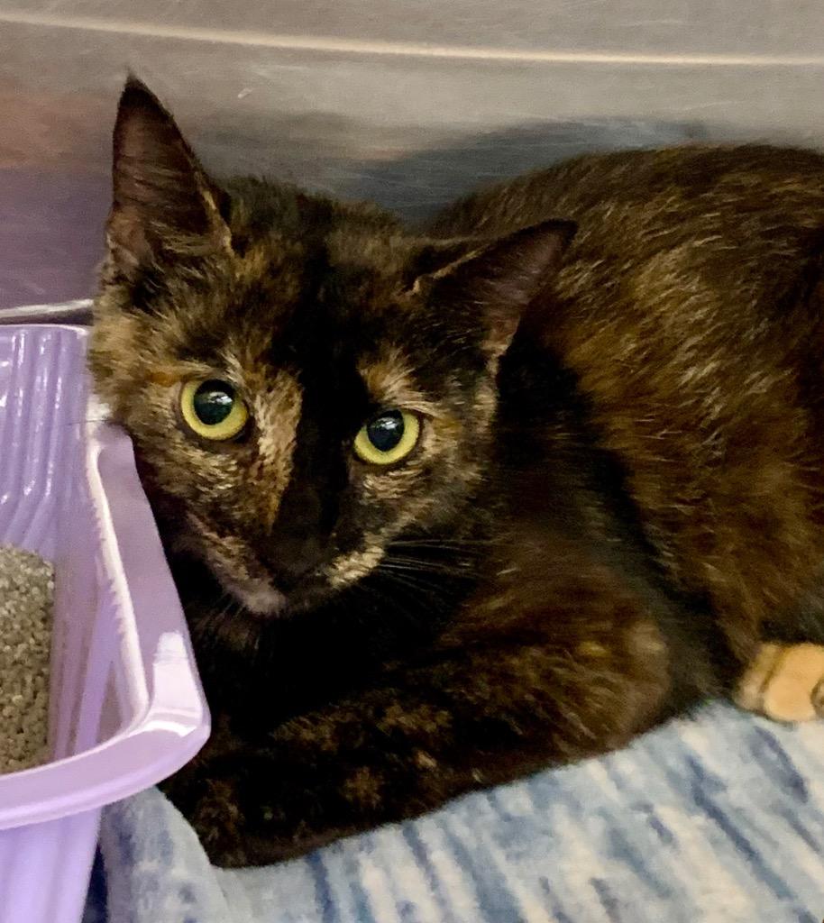 Enlarge Penelope, a Adoptable mixed breed in Cumming, GA image 1/1