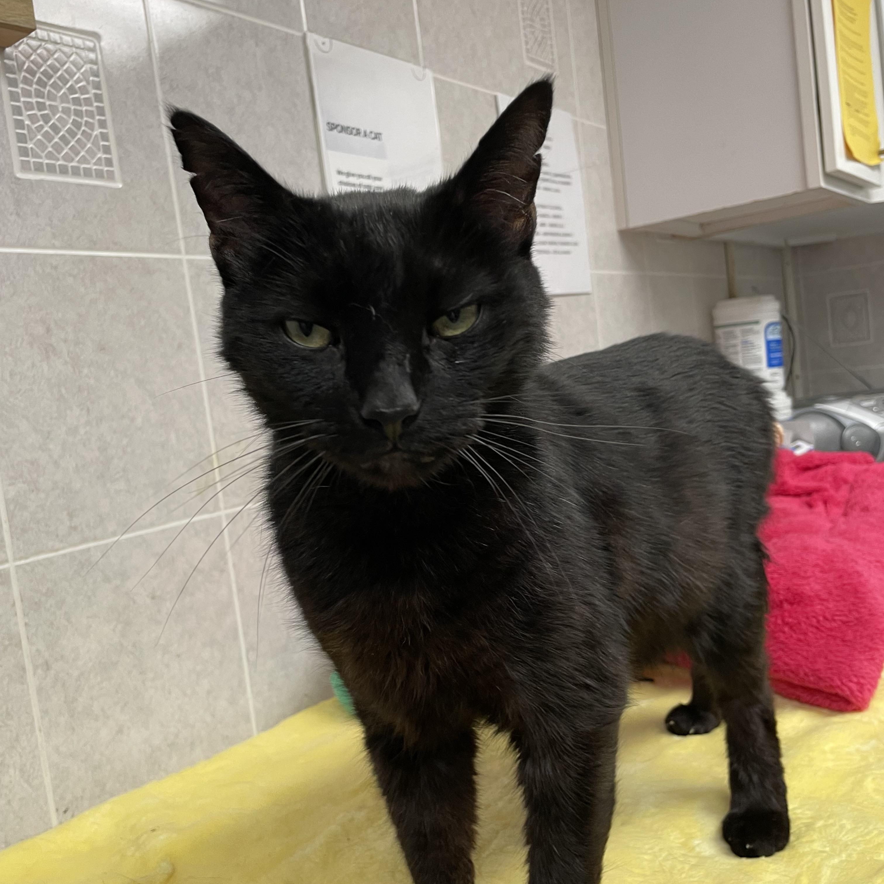 Enlarge Binx, a ADOPTABLE American Shorthair in North Kingstown, RI image 1/4