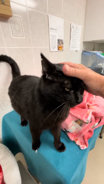 Enlarge Binx, a ADOPTABLE American Shorthair in North Kingstown, RI video 2/4