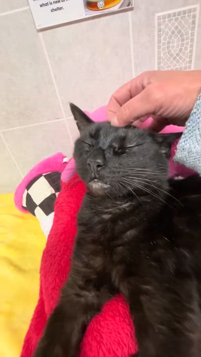 Enlarge Binx, a ADOPTABLE American Shorthair in North Kingstown, RI video 3/4
