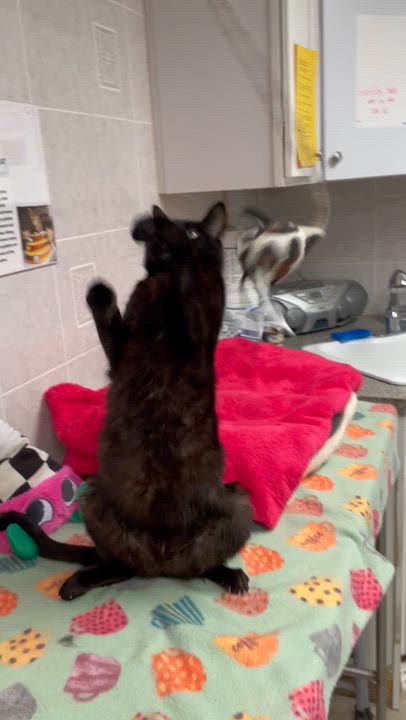 Enlarge Binx, a ADOPTABLE American Shorthair in North Kingstown, RI video 4/4
