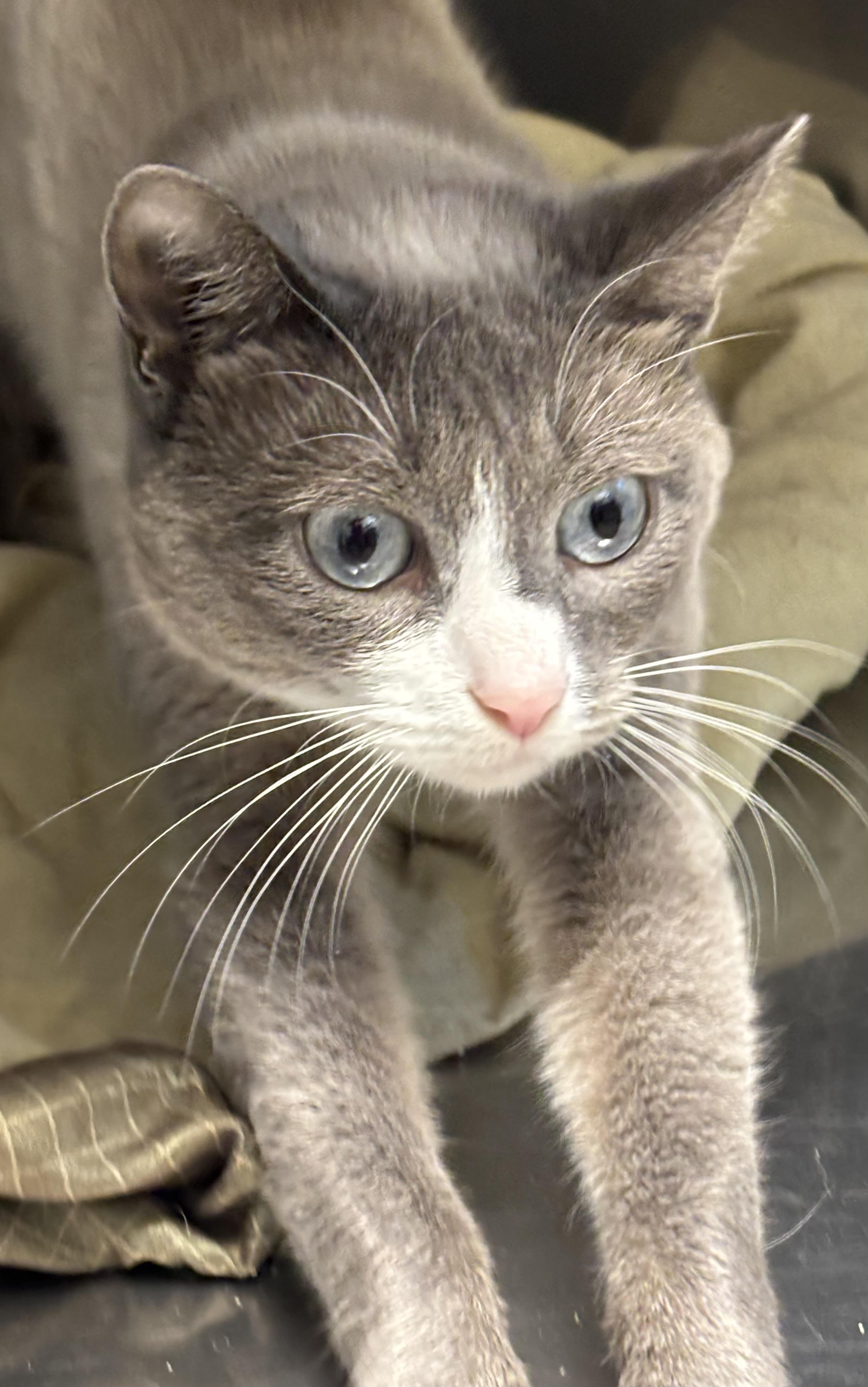 Willow, an adoptable Domestic Short Hair in Calais, ME, 04619 | Photo Image 2