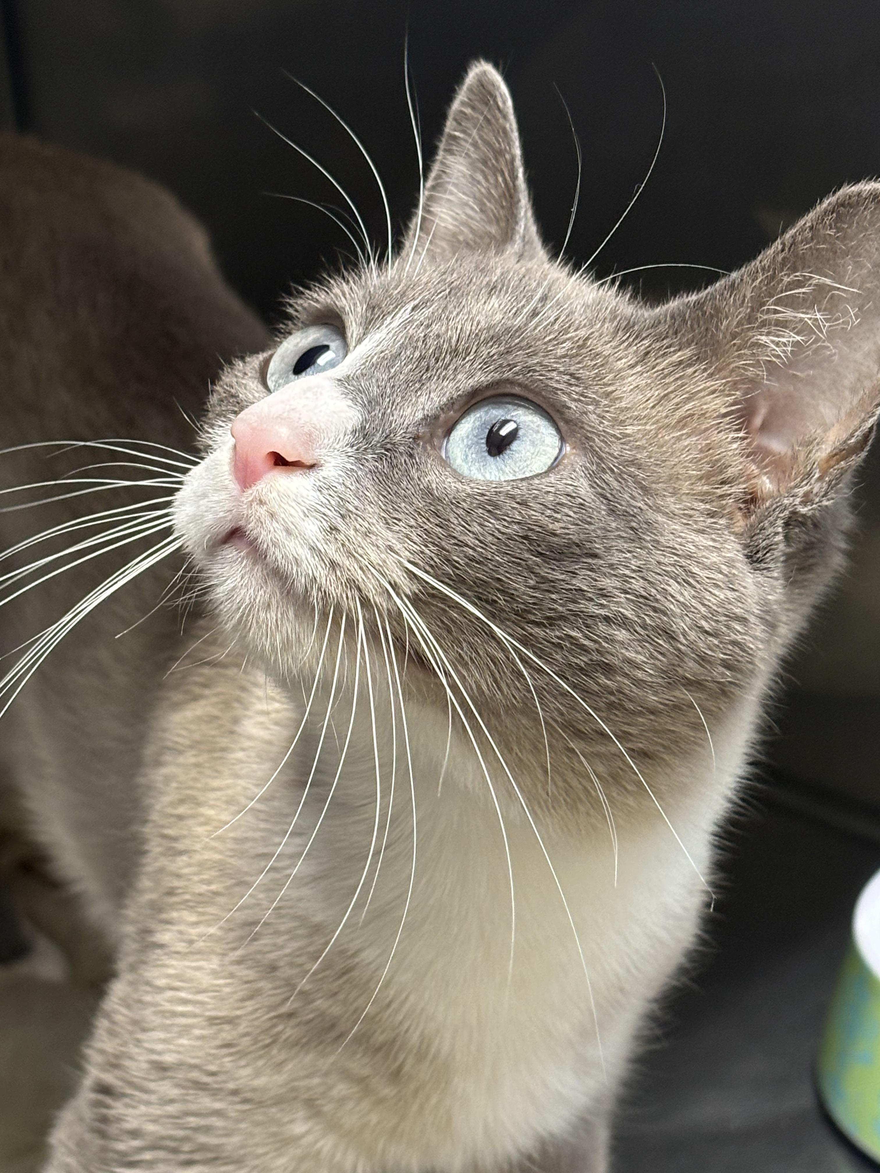 Willow, an adoptable Domestic Short Hair in Calais, ME, 04619 | Photo Image 3