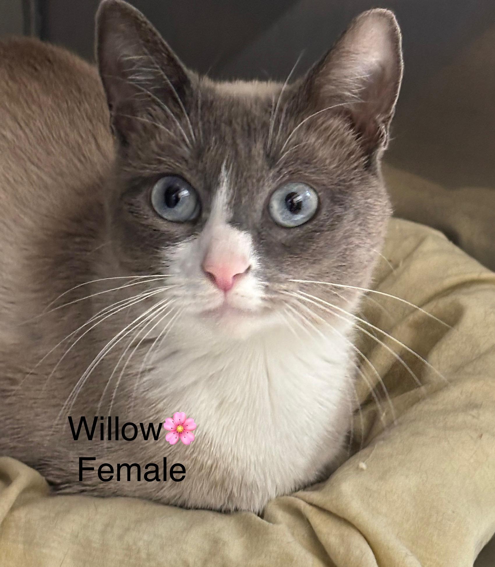 Willow, an adoptable Domestic Short Hair in Calais, ME, 04619 | Photo Image 1