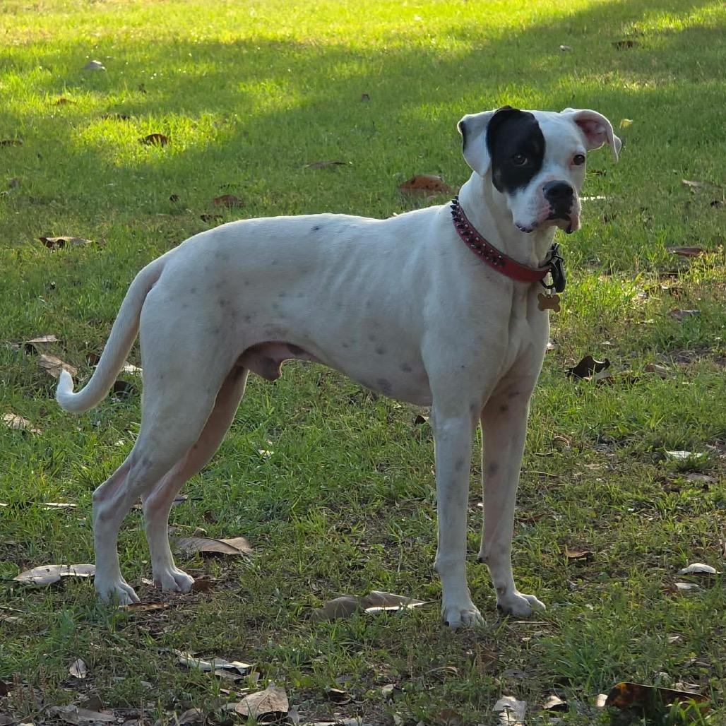 Thor, a ADOPTABLE Boxer in Tallahassee, FL image 2/6