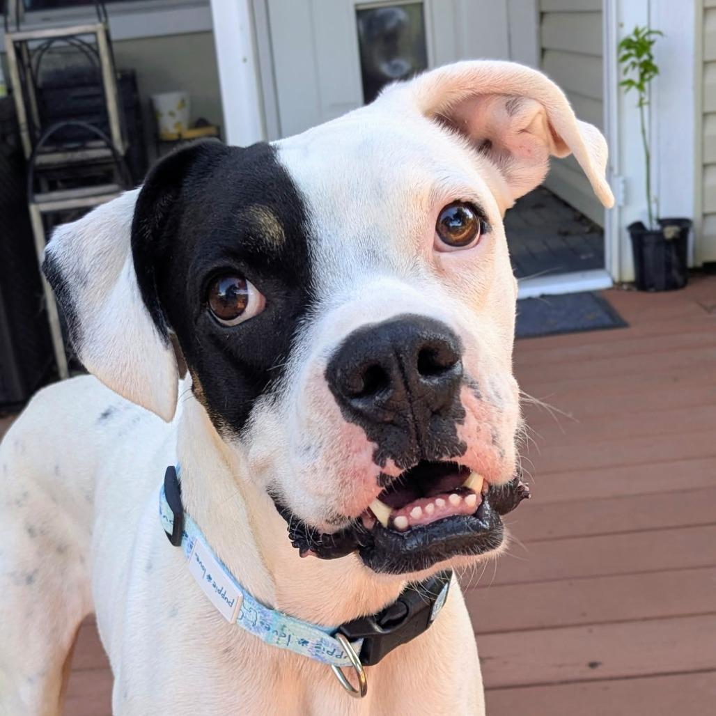 Thor, a ADOPTABLE Boxer in Tallahassee, FL image 3/6