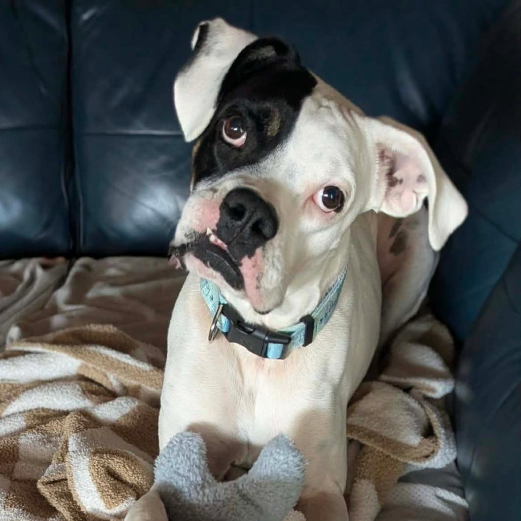 Thor, a ADOPTABLE Boxer in Tallahassee, FL image 6/6