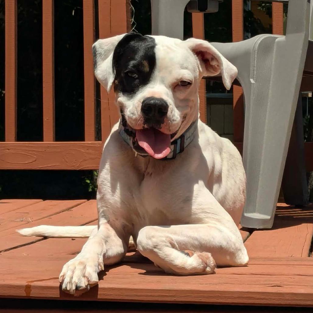 Thor, a ADOPTABLE Boxer in Tallahassee, FL image 5/6