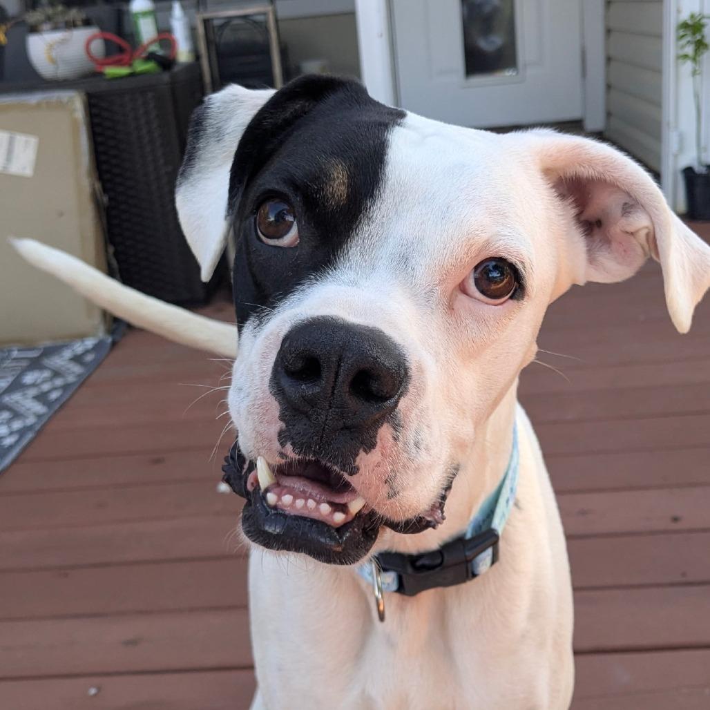 Thor, a ADOPTABLE Boxer in Tallahassee, FL image 1/6