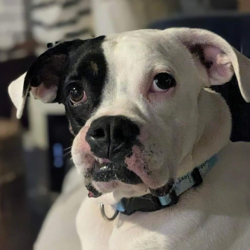 Thor, a ADOPTABLE Boxer in Tallahassee, FL image 4/6