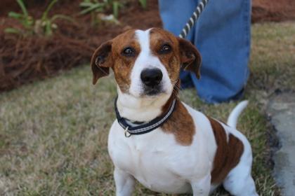 Noah, Adoptable, Adult Male Basset Hound & American Bulldog.