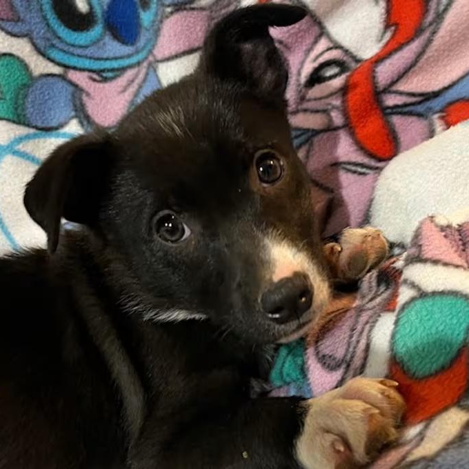Enlarge Hailey Whitters (IN TRIAL ADOPTION), a ADOPTABLE Mixed Breed in Nantucket, MA image 1/1