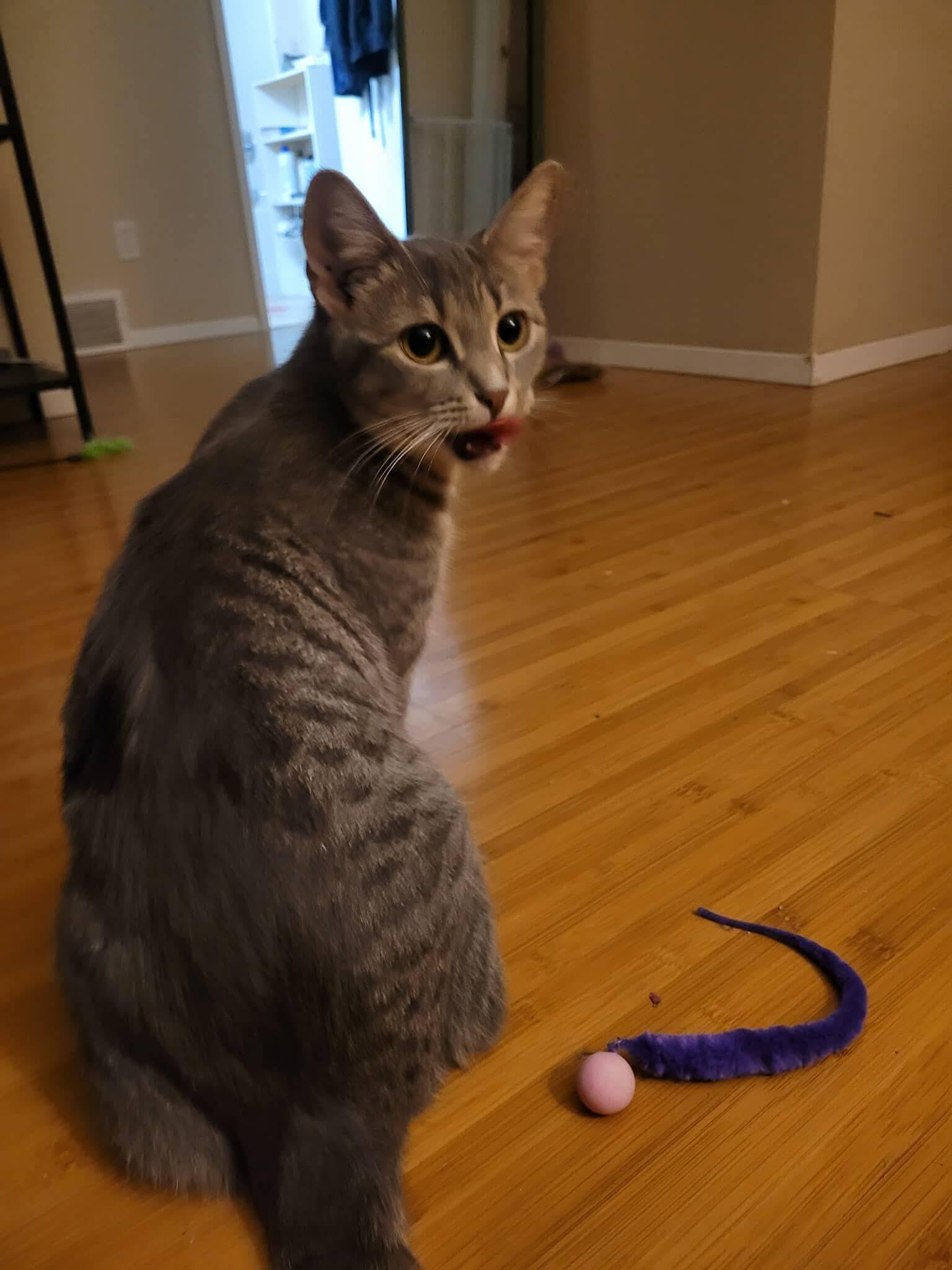 Enlarge Enid, a ADOPTABLE Domestic Short Hair in Winnipeg, MB image 1/4