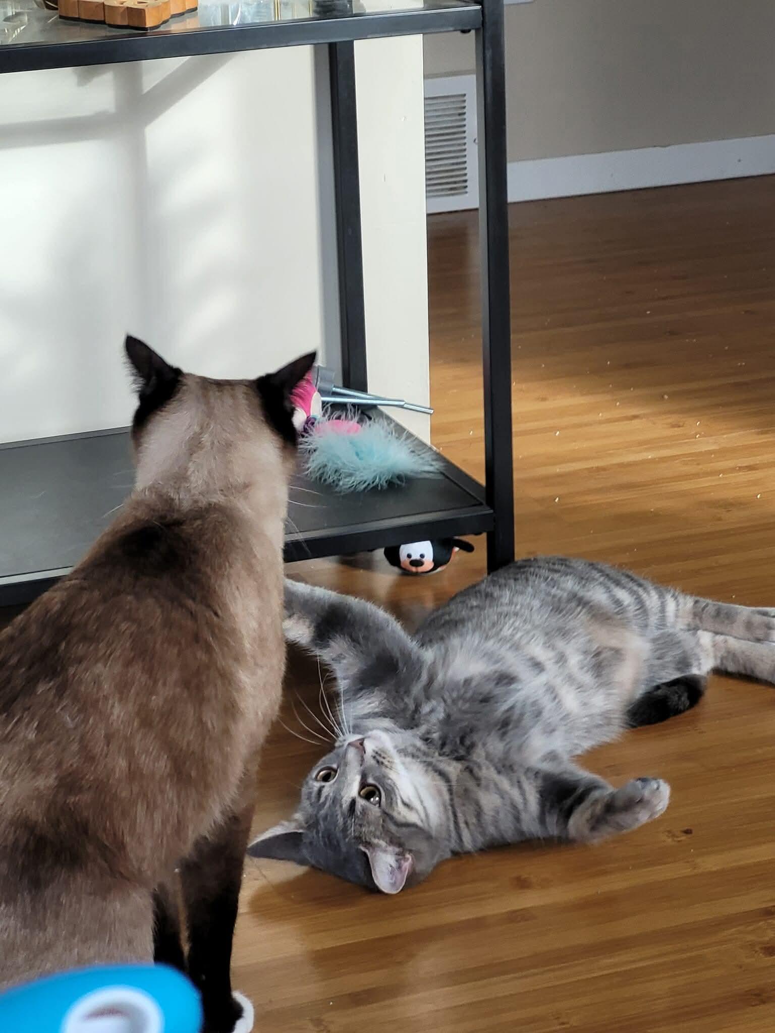 Enlarge Enid, a ADOPTABLE Domestic Short Hair in Winnipeg, MB image 2/4