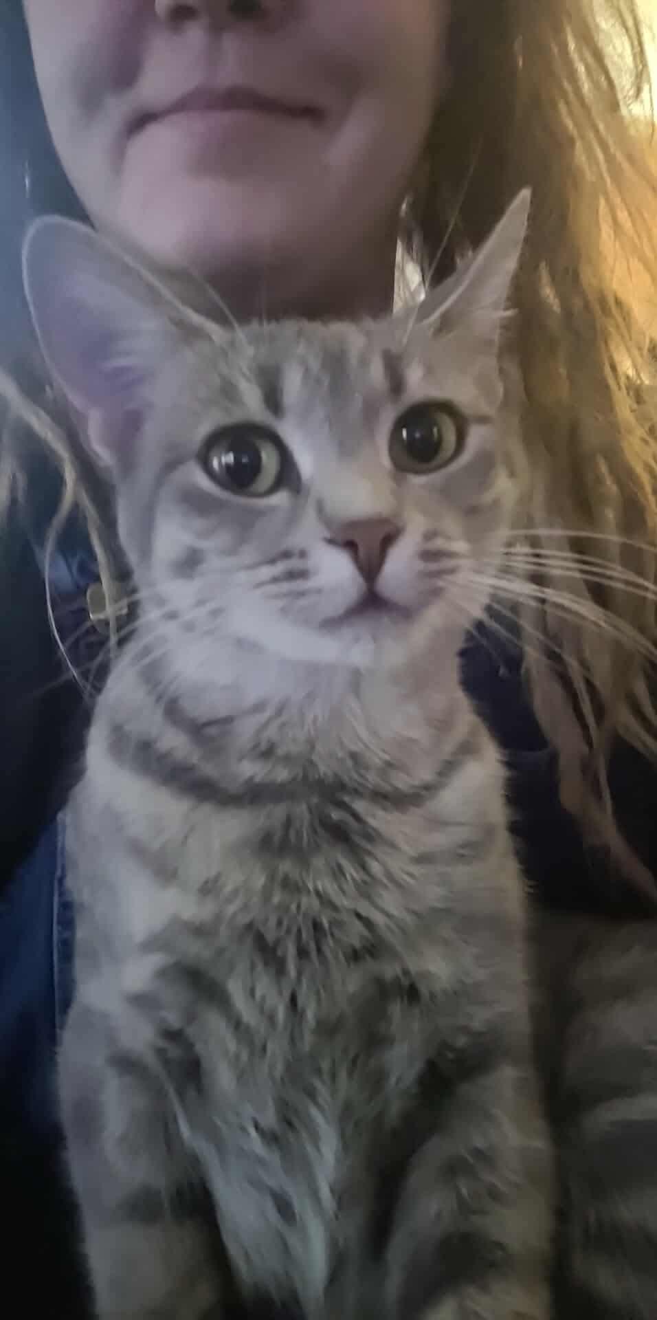 Enlarge Enid, a ADOPTABLE Domestic Short Hair in Winnipeg, MB image 3/4