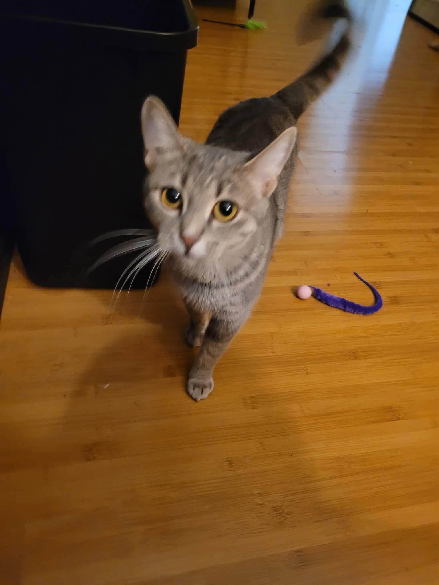 Enlarge Enid, a ADOPTABLE Domestic Short Hair in Winnipeg, MB image 4/4