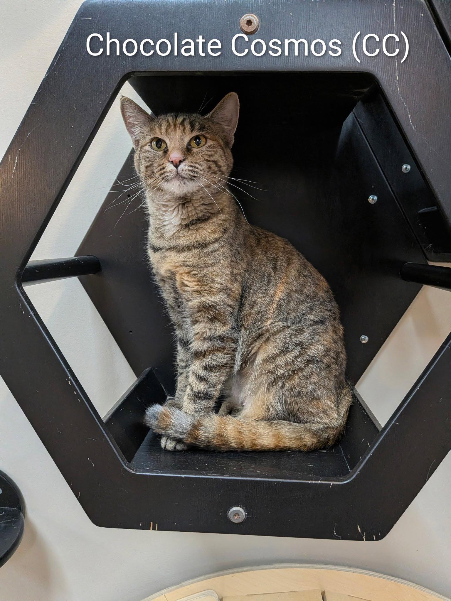 Enlarge Chocolate Cosmos, a Adoptable Domestic Short Hair in Lake Saint Louis, MO image 1/1