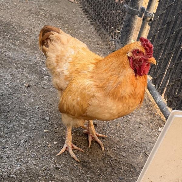 Nigel, Adoptable, Adult Male Chicken.