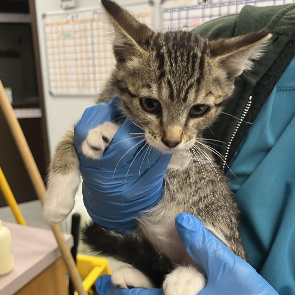 Enlarge Gethro, a Adoptable Domestic Short Hair in Durango, CO image 1/1