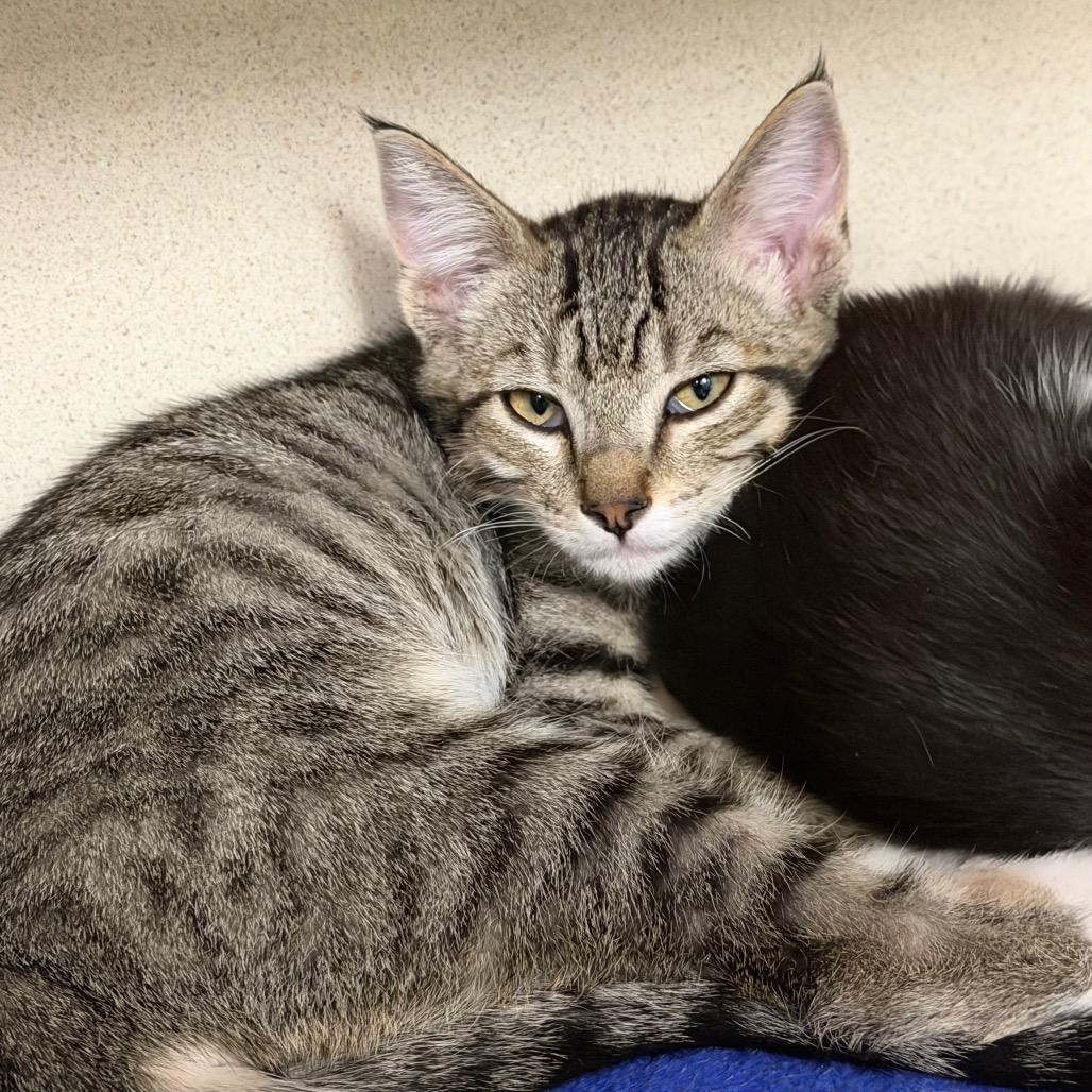Gethro, Adoptable, Kitten Male Domestic Short Hair.