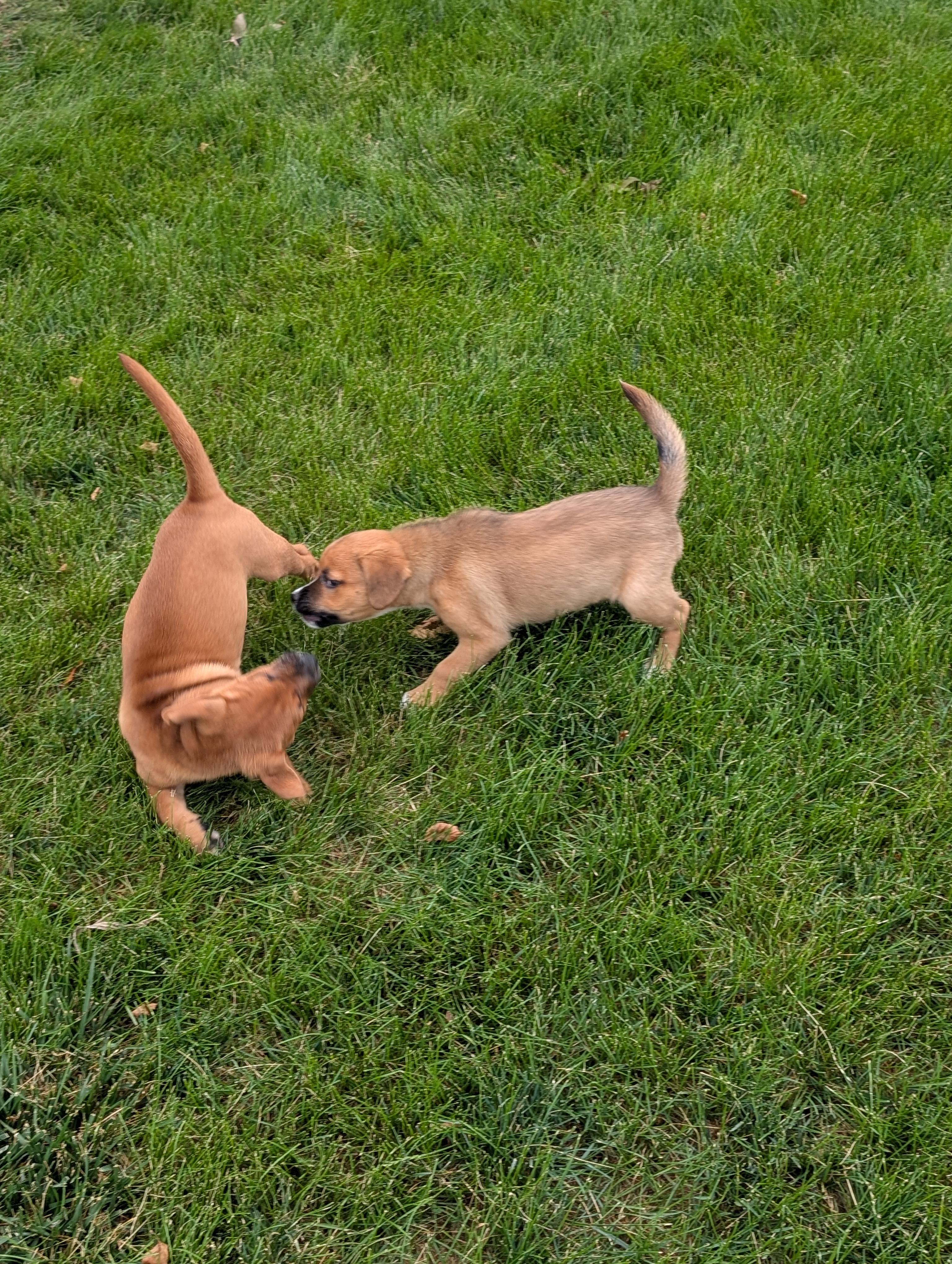 Rudy, an adopted Mixed Breed in Sioux Falls, SD image 4/5