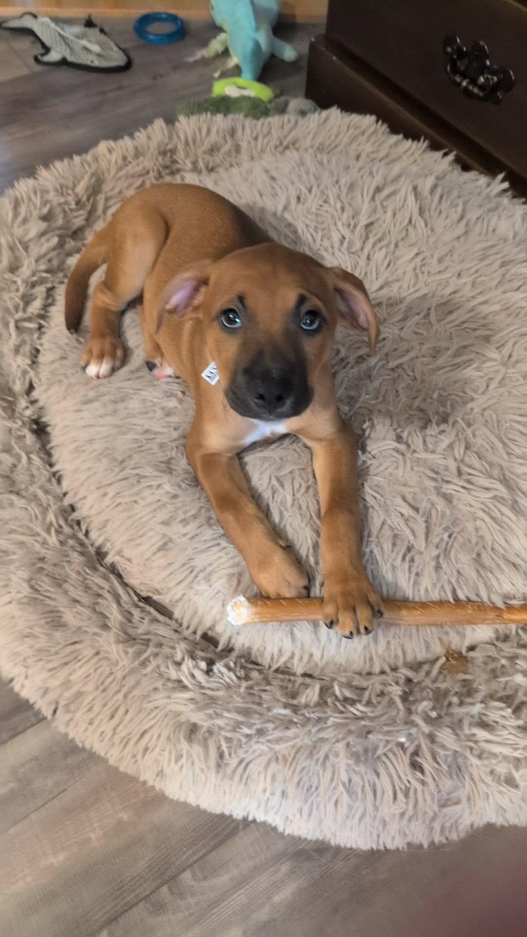 Rudy, adopted, Puppy Male Mixed Breed.