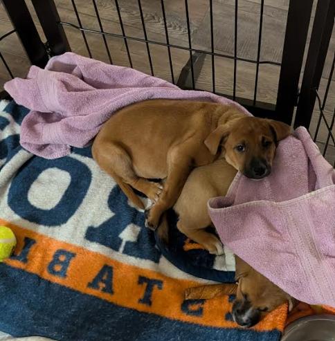 Rudy, an adopted Mixed Breed in Sioux Falls, SD image 5/5