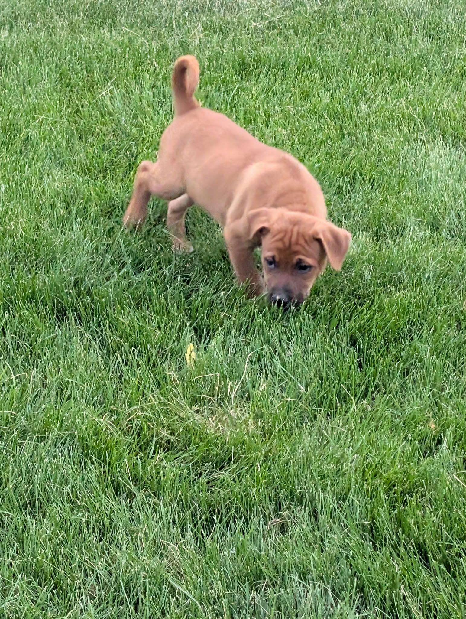 Rudy, an adopted Mixed Breed in Sioux Falls, SD image 2/5