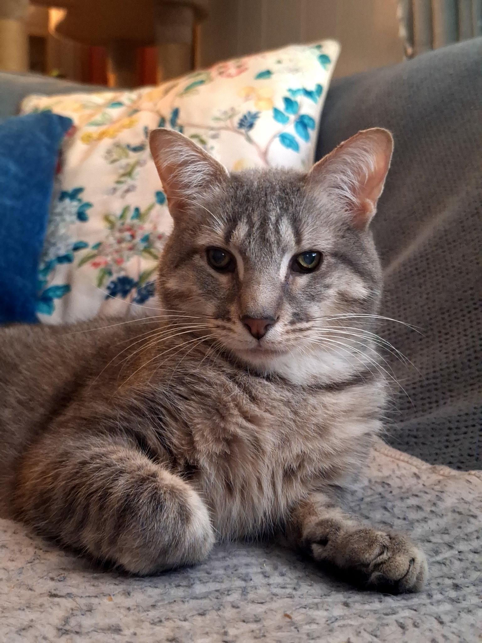 Wiggles, Adoptable, Young Male Domestic Short Hair.